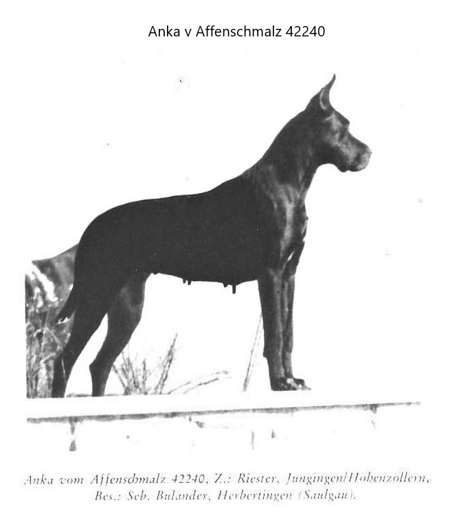Anka vom Affenschmalz